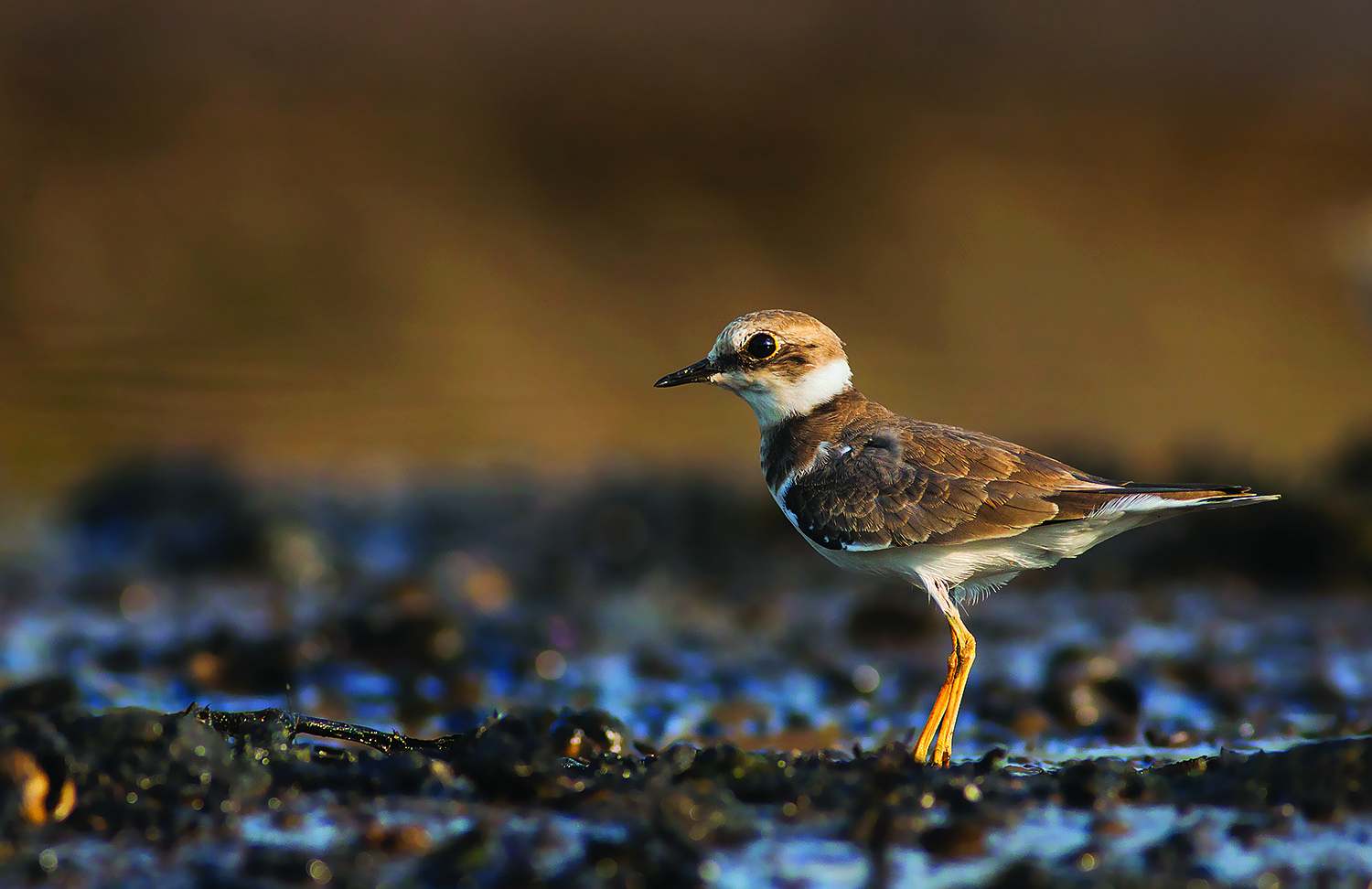 Corriere piccolo juv