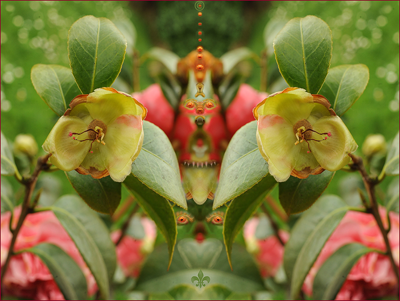 2015Camelia spampanata  � 2015