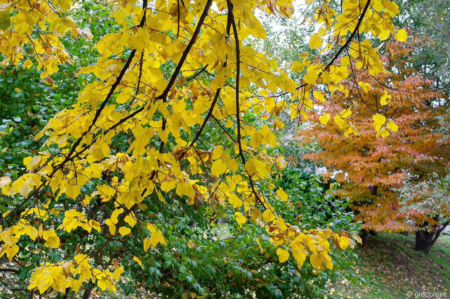 Autunno 2