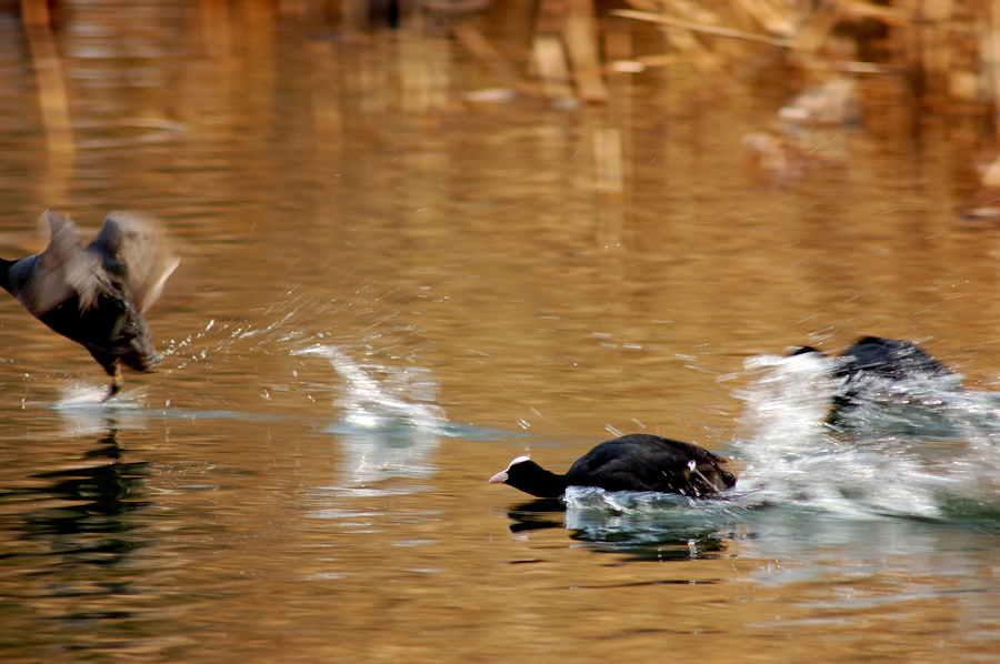 All'inseguimentooooo........