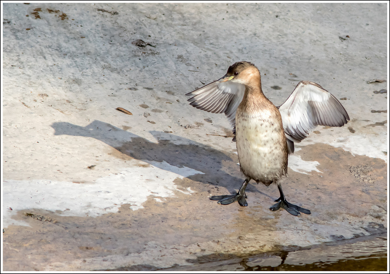 Tuffetto angioletto.