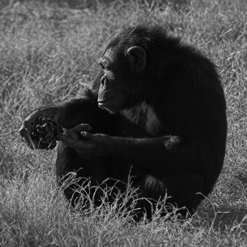 ma queste non ci sono nella giungla ( piu grande)