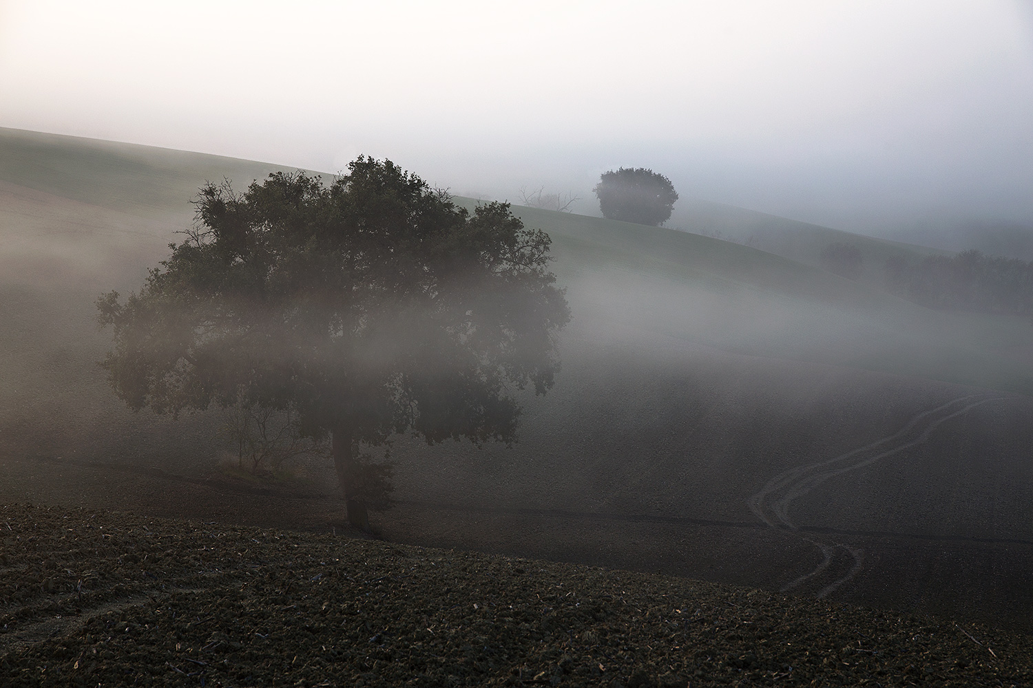 nebbiolina mattutina