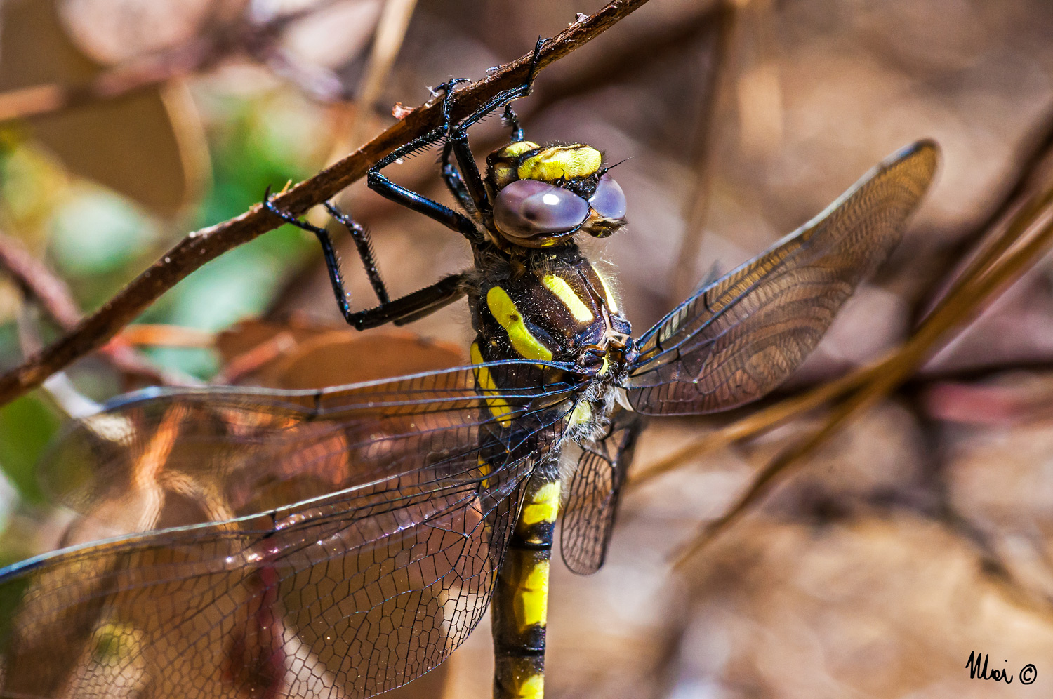 Cordulegaster dorsalis - Sequoia NP
