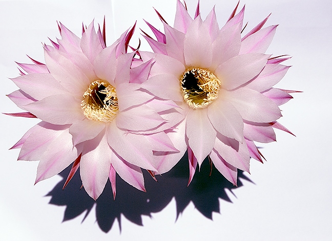 i fiori di prima, ma di giorno