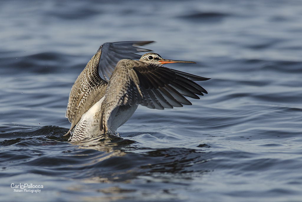 Pettegola? non sono sicuro!!!