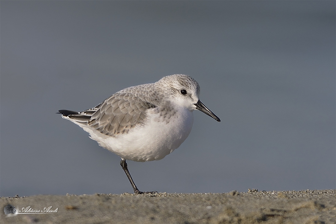 piovanello tridattilo