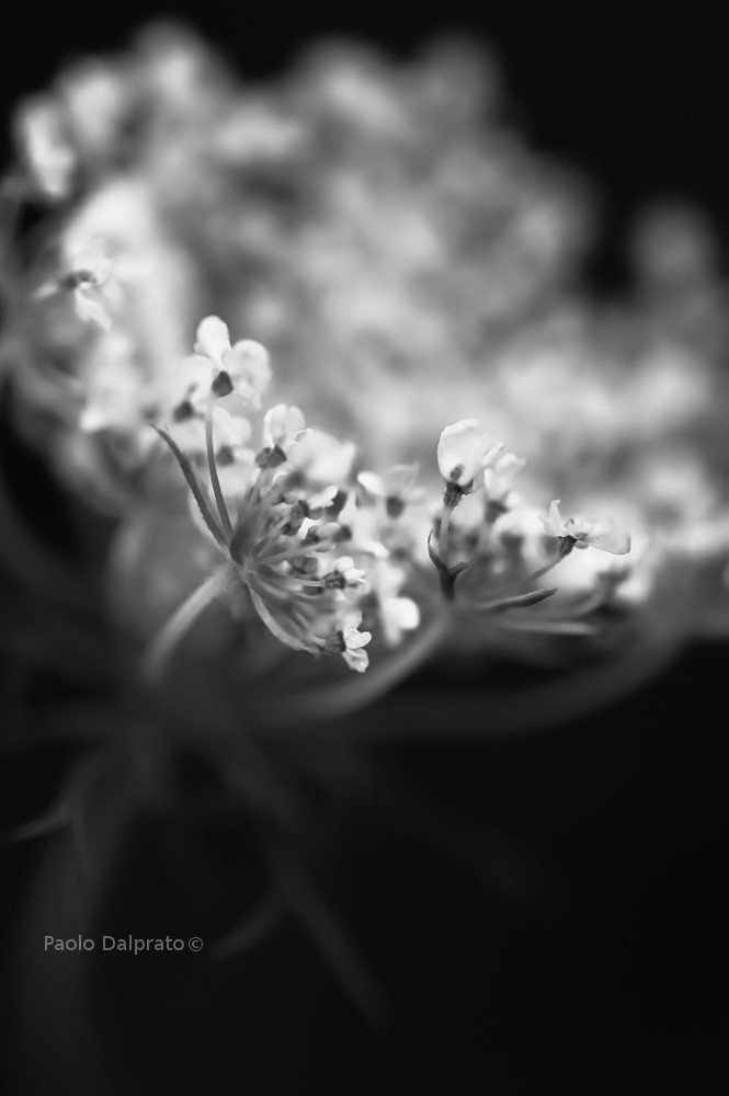 Non faccio foto di fiori