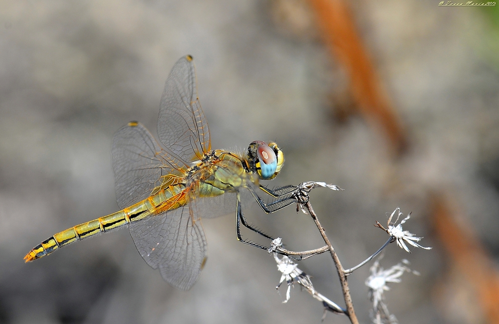 Libellula Ripresa A Mano Libera.