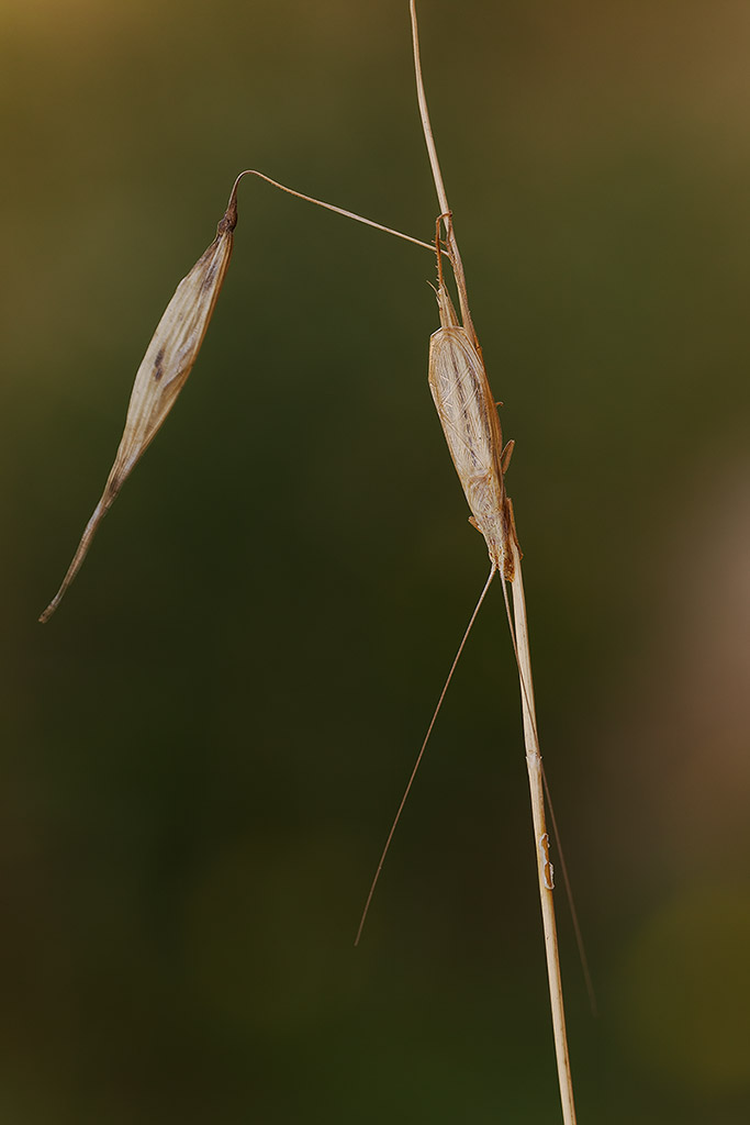 Il grillo che credeva fosse una spiga