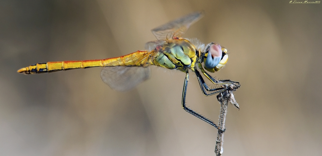 Libellula Sempre A Mano Libera.