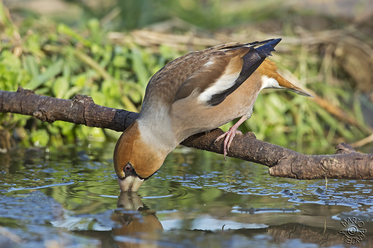 Quasi quasi mi faccio una bevuta.
