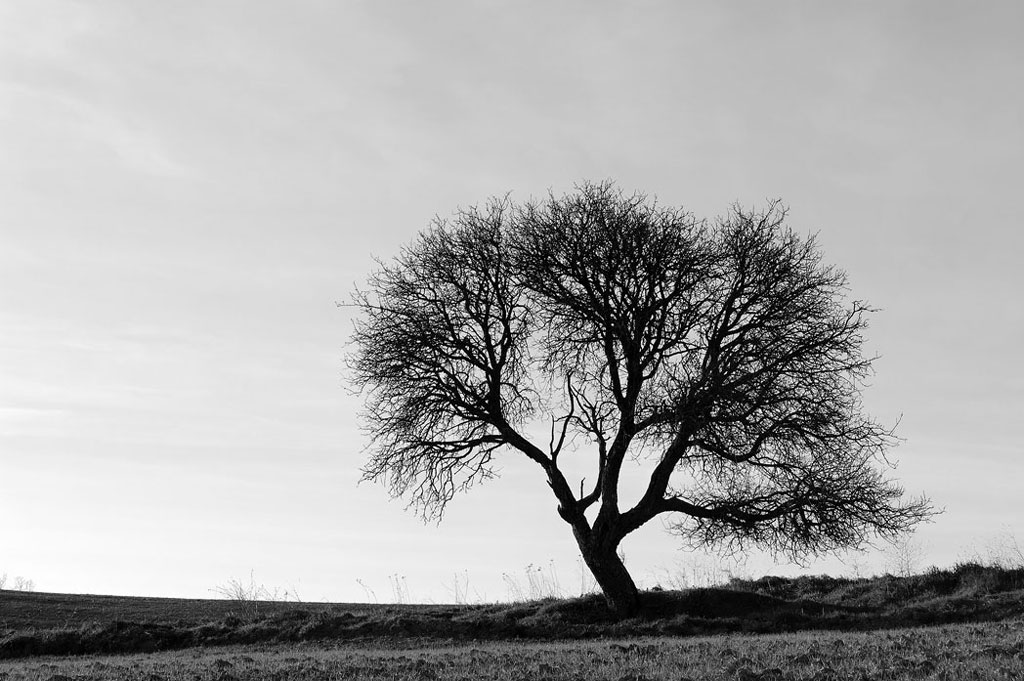 Albero solitario