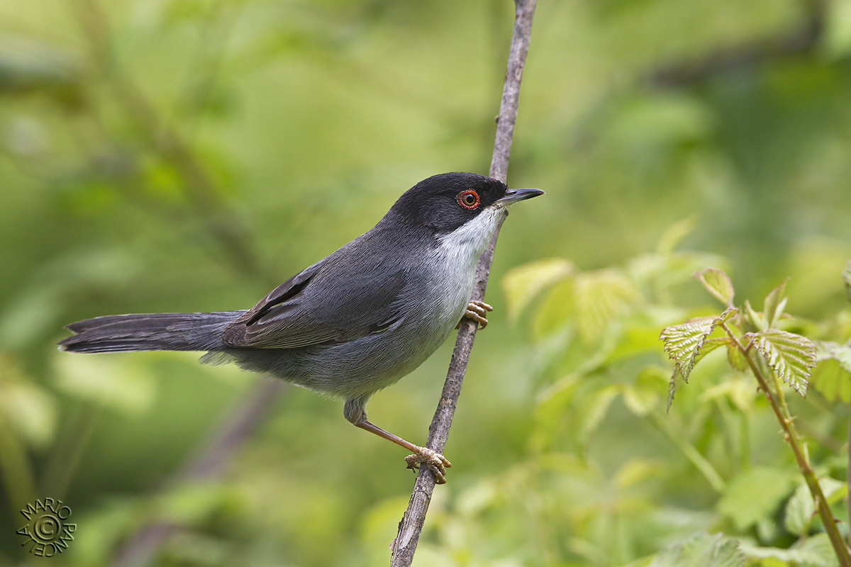 Occhiocotto (Sylvia melanocephala)