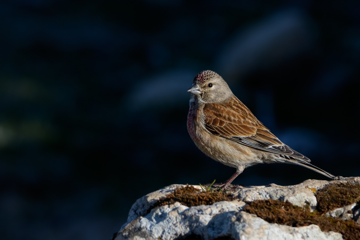 Fanello (Carduelis cannabina)