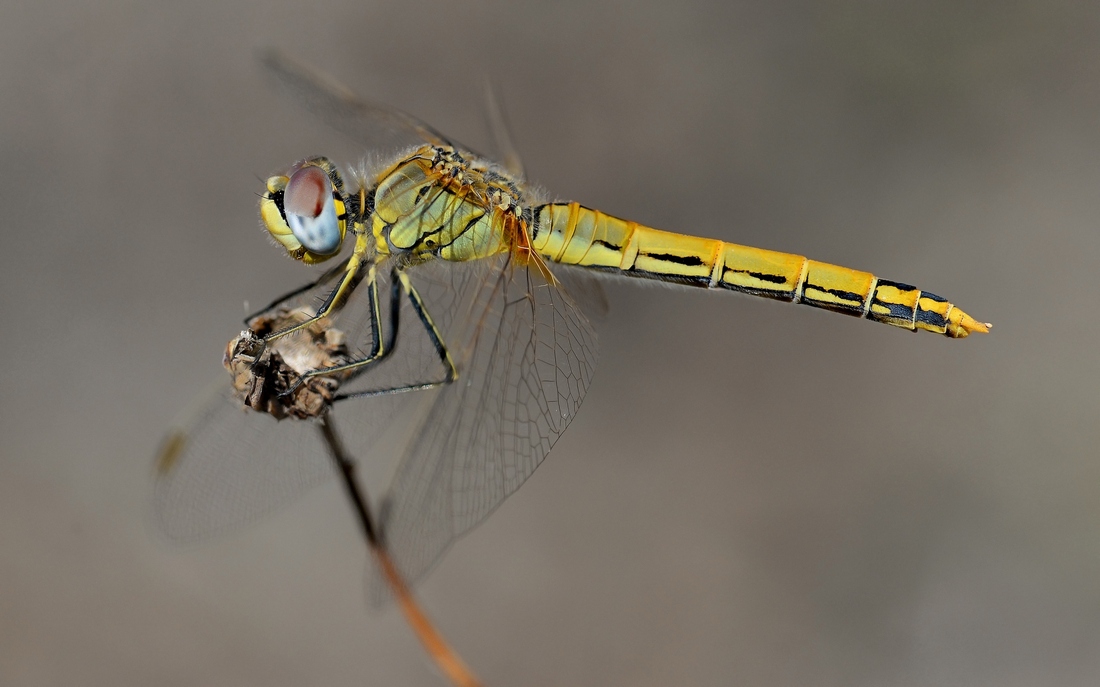 Libellula Sempre A Mano Libera. Penultima Della Serie.
