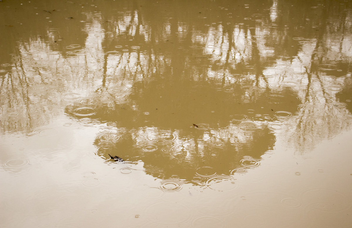 Laghetto di villa ada.