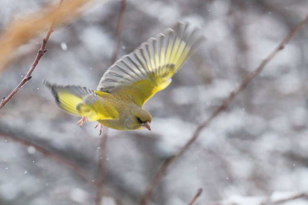 Verdone con i fiocchi