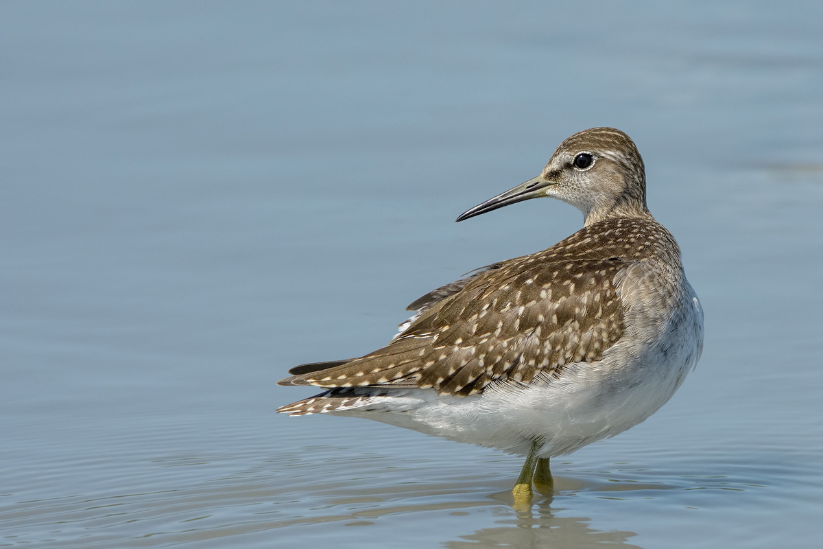 Piro-Piro boschereccio (Tringa glareola)