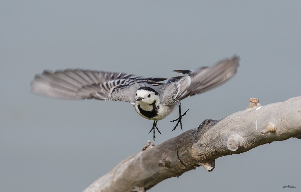 Lo stacco della ballerina...