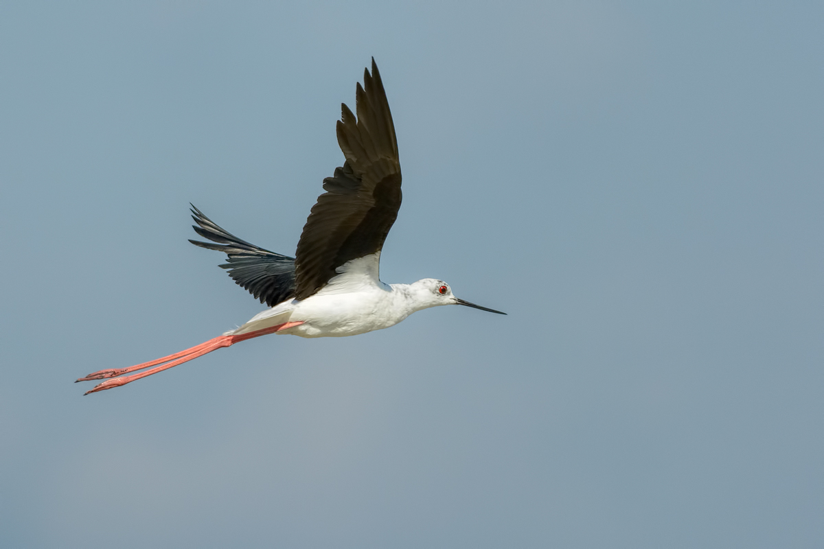 Cavaliere d'Italia (Himantopus himantopus)