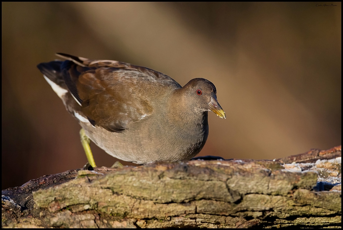 Gallinella d'acqua