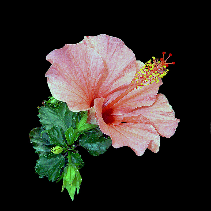 Ibisco