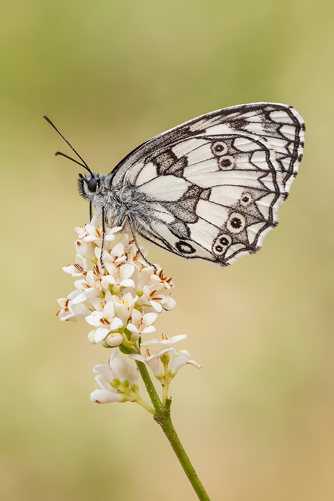 Melanargia galathea