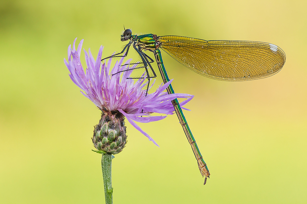 Calopteryx splendens