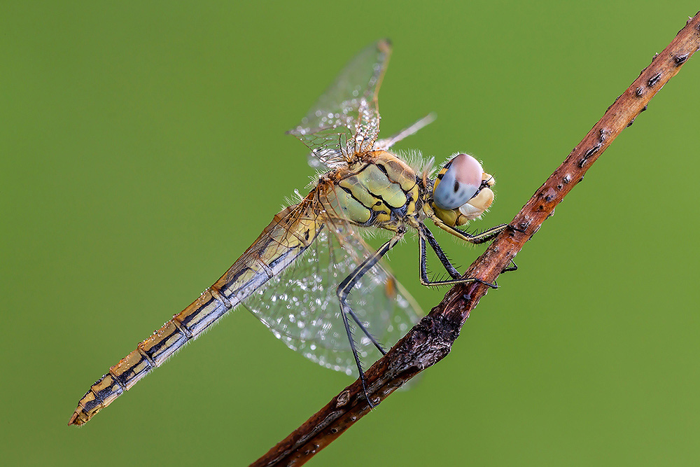 Sympetrum fonscolombii