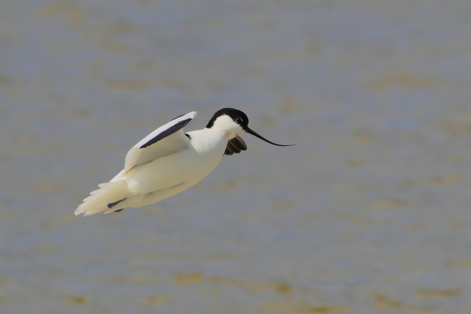 Avocetta