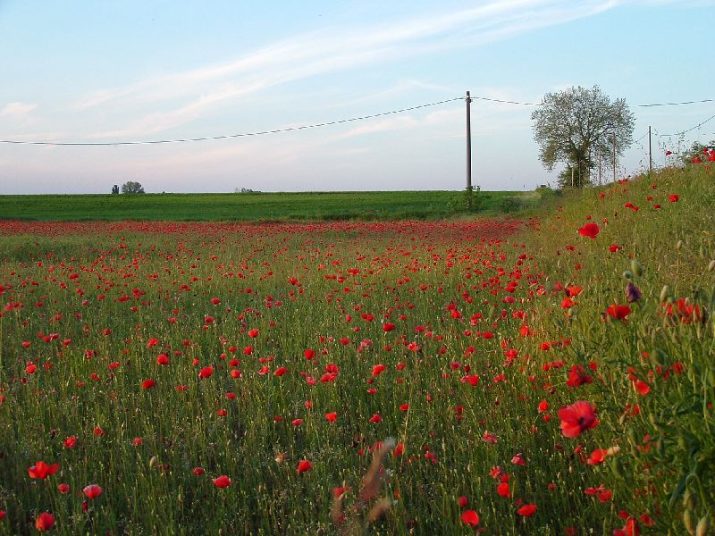 ultimo campo di papaveri