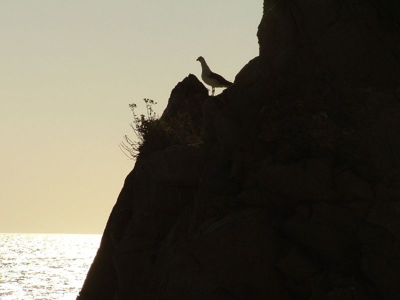 il riposo del gabbiano