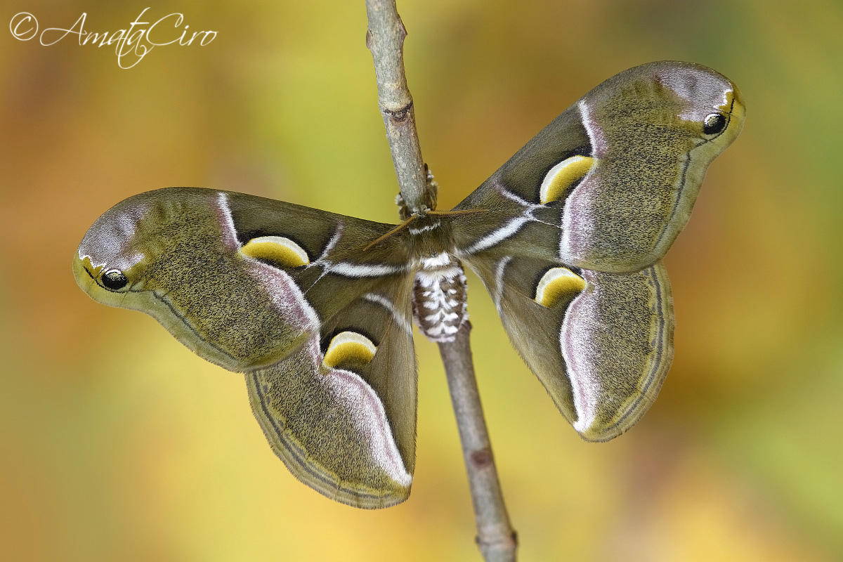 Ibrido Samia cynthia x Samia ricini