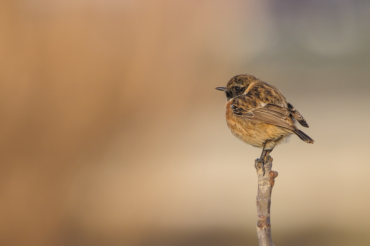Saltimpalo (Saxixola torquata)
