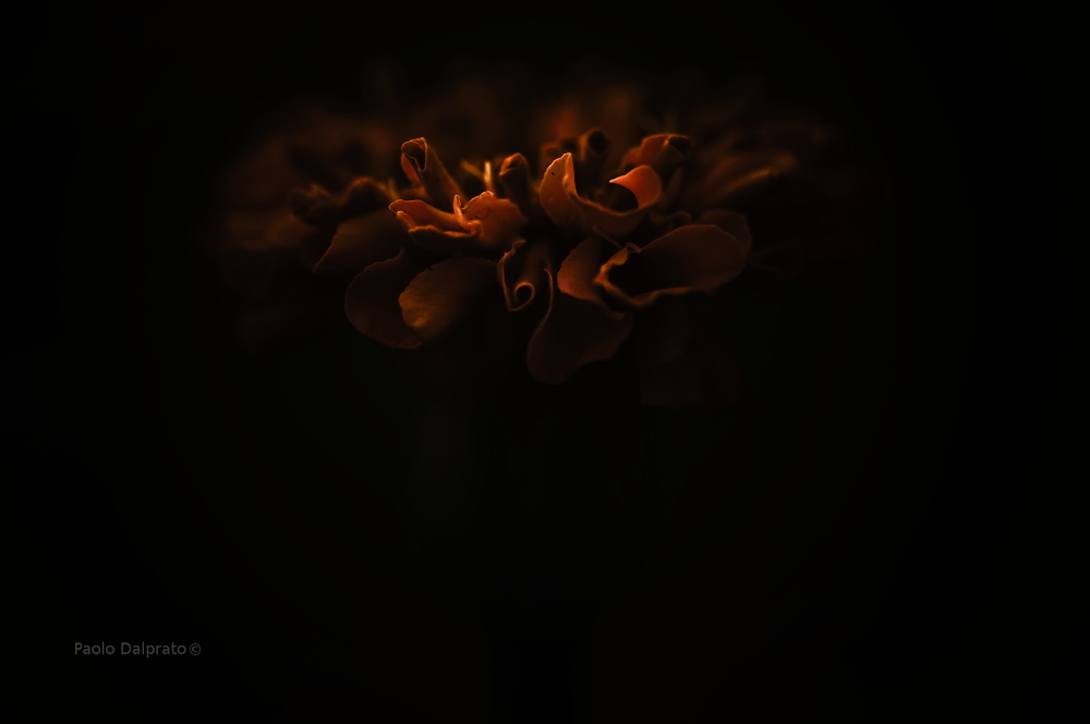 Non faccio foto di fiori