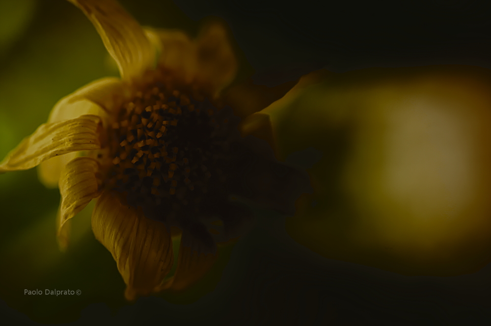 Non faccio foto di fiori