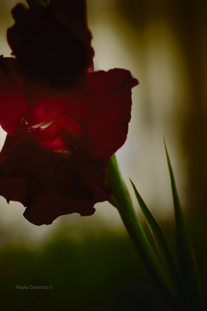 Non faccio foto di fiori