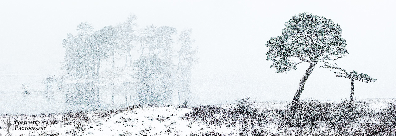 Una Panoramica sull'Inverno