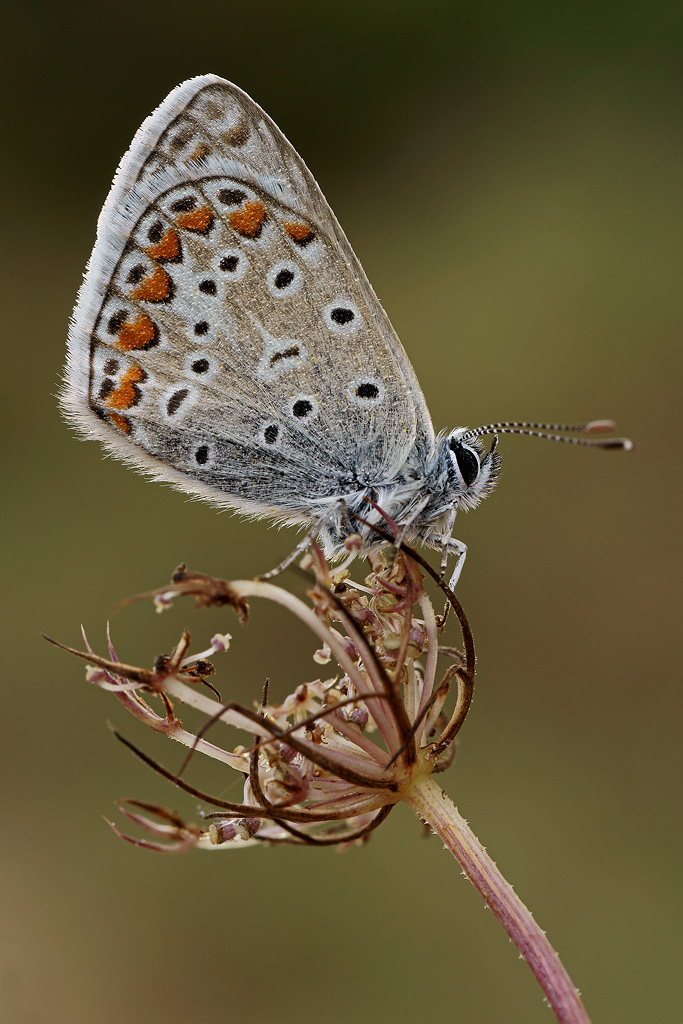 Polyommatus Icarus