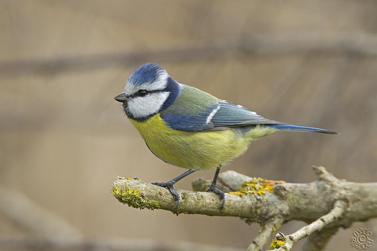 Cinciarella (Cyanistes caeruleus)