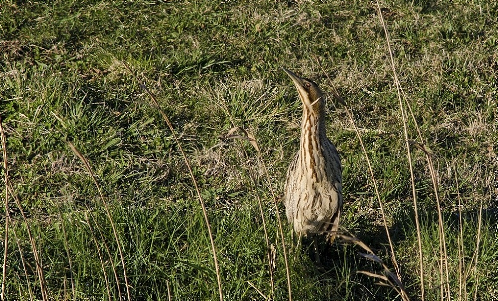Tarabuso mimetizzato (quasi)