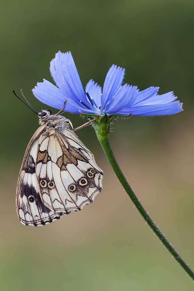 Melanargia galathea