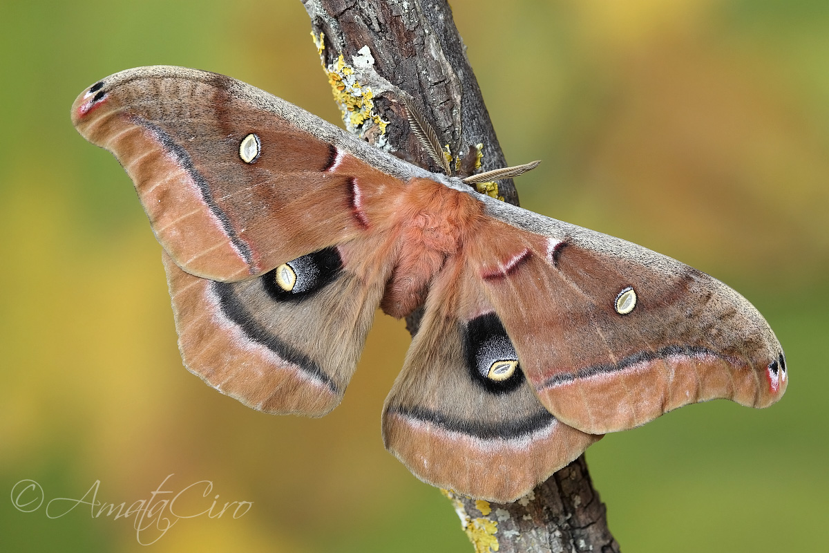 Antheraea polyphemus