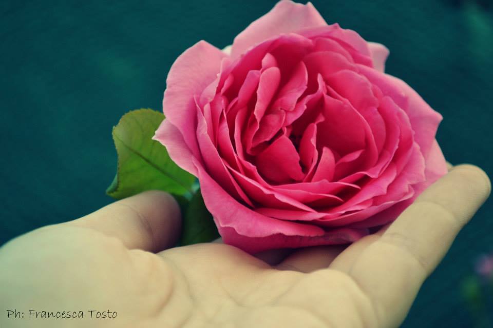 Cogli la rosa quando � il momento, che il tempo, lo sai, vola e lo stesso fiore che sboccia oggi, domani appassir�.