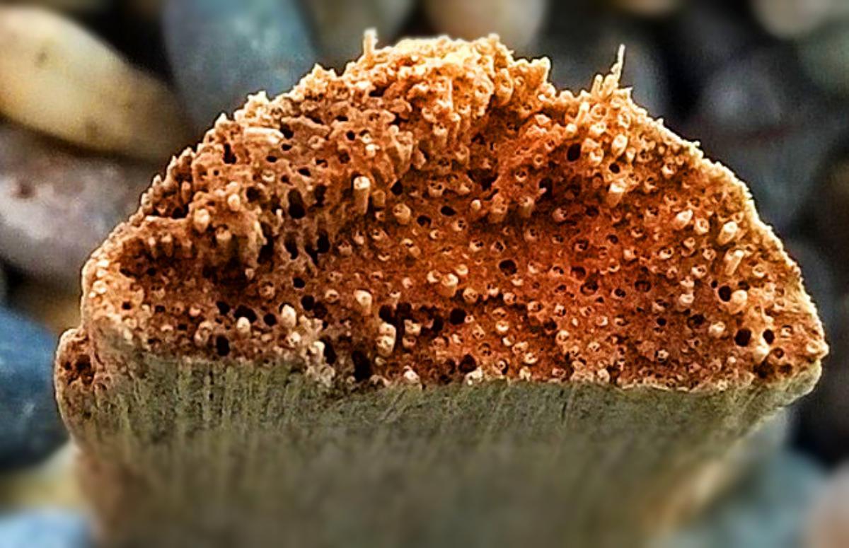 microlife sottomarina?