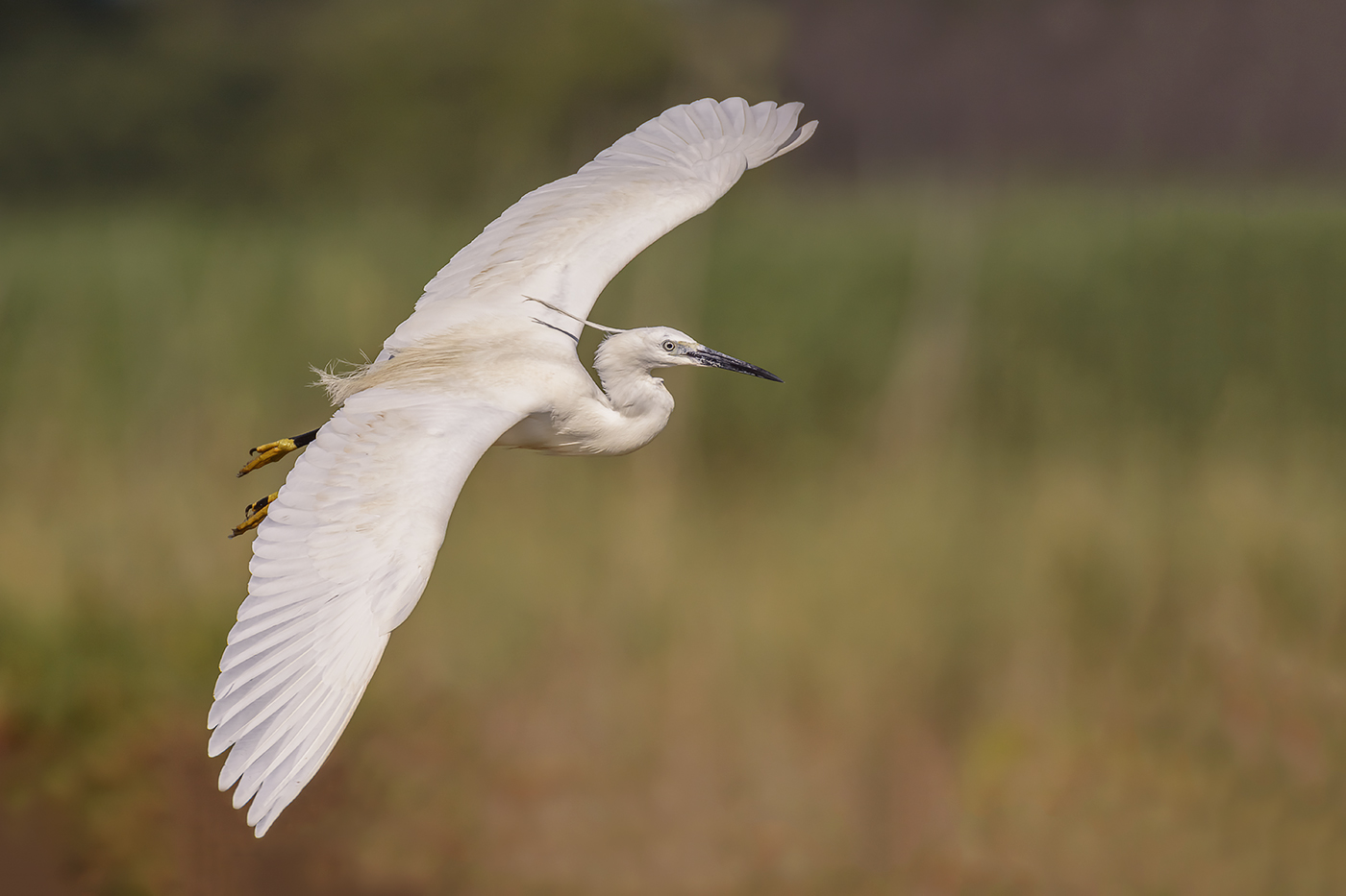 La leggiadria della garzetta
