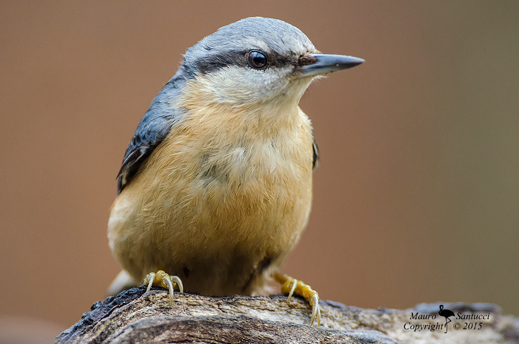 Picchio muratore portrait