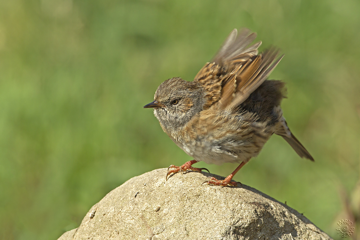 Passera scopaiola (Prunella modularis)