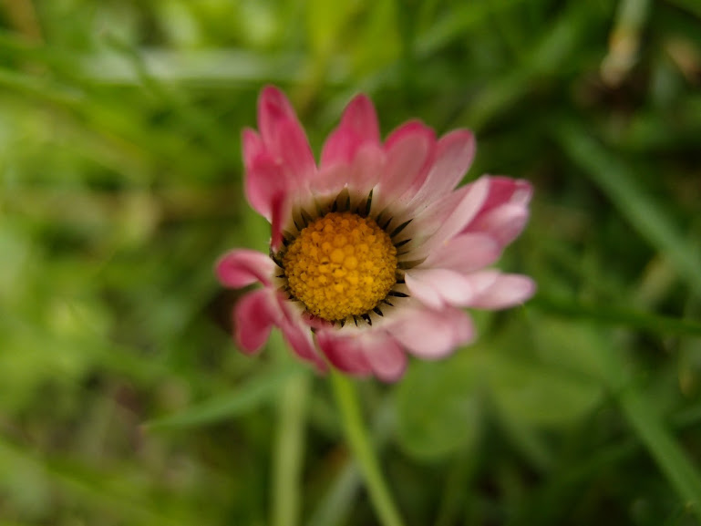 Una idea di primavera